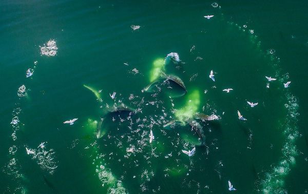 Alaska-Aerial view of Humpback Whales lunging at surface of Frederick Sound while bubble net feeding